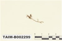 藏品(鞭蘚屬)的圖片